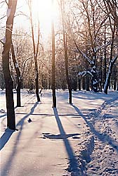 Богородицкий парк зимой (автор фото Бабин А.П.)
