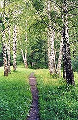 Тропинка, бегущая между стройных молодых березок... (Автор фото Бабин А.П.)