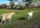 Файл : 20061008_goats.jpg
Размер файла : 307KB
Размеры : 800x567
Дата добавления : Май 04, 2010 20061008_goats.jpg