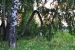201106_birch.jpg
