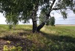 Файл : 201108_ml_tree.jpg
Размер файла : 317KB
Размеры : 800x542
Дата добавления : Авг 14, 2011 201108_ml_tree.jpg