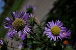 IMG_5208.jpg