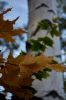 IMG_5585.jpg