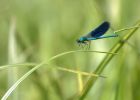 IMG_9453.jpg